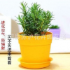 桌面 迷迭香盆栽 散發(fā)香味 驅(qū)蚊 提神醒腦 改善脫發(fā) 迷迭香種苗