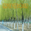 長期出售垂柳苗木 量大從優(yōu) 質(zhì)優(yōu)價廉