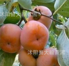 正品批發 冬棗樹苗批發 量大價格優惠
