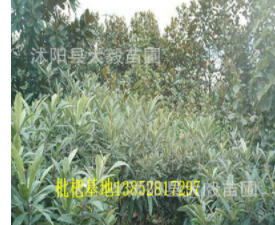 枇杷基地 枇杷苗 各種規格齊全果樹