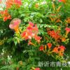 場家批發綠化苗木花卉喬木花灌木色塊宿根類凌霄 歡迎咨詢
