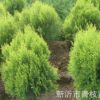 長期供應綠化苗木花灌木室內盆栽 灑金柏 灑金柏苗 灑金柏球