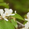 苗圃場(chǎng)供應(yīng) 高品質(zhì)金銀木 金銀木批發(fā)