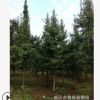 經(jīng)銷批發(fā) 銀杏 高品質(zhì)銀杏 銀杏批發(fā)
