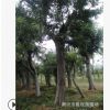 廠家推薦 樸樹 高品質(zhì)樸樹 樸樹批發(fā)
