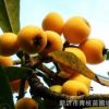 場(chǎng)家直銷綠化苗木花卉花灌木色塊宿根類室內(nèi)綠植 琵琶 琵琶批發(fā)