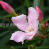 供應(yīng)夾竹桃 夾竹桃樹苗 行道風(fēng)景庭蔭防護(hù)濕地綠化苗木批發(fā)