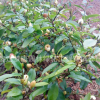 批發(fā)盆栽含笑花苗 園林綠化含笑小苗 庭院工程綠化苗木批發(fā)