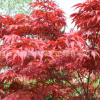 批發(fā)美國(guó)紅楓樹苗 秋火焰紅楓苗中國(guó)紅楓 盆栽地栽綠化苗批發(fā)