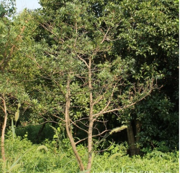 苗地直銷(xiāo)羅漢松 實(shí)地拍攝 價(jià)格面議 園林綠化工程苗木