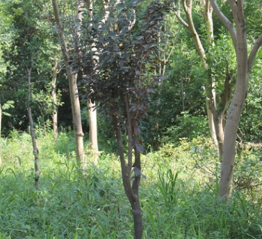 苗地直銷(xiāo)紫葉李 實(shí)地拍攝 價(jià)格面議 園林園林綠化苗木