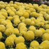 陶花仙苗木花卉 供應(yīng)菊花苗 大黃菊 盆栽菊花苗