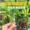 楊梅苗 嫁接?xùn)|魁楊梅樹(shù)苗 營(yíng)養(yǎng)杯發(fā)貨