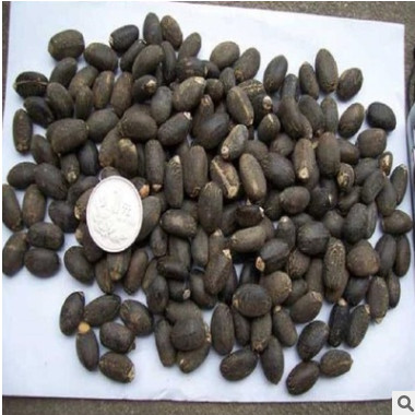 麻風(fēng)樹種子價(jià)格 發(fā)芽率高 保質(zhì)保量 林木種子 品種齊全 麻瘋樹