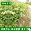 批發桂花月月桂樹苗 金桂四季桂小苗庭院觀花植物 工程綠化桂花苗