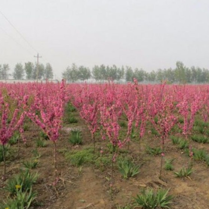 綠化苗木基地大量現(xiàn)貨供應(yīng) 優(yōu)質(zhì)紅葉碧桃小苗 紫葉碧桃樹(shù)苗