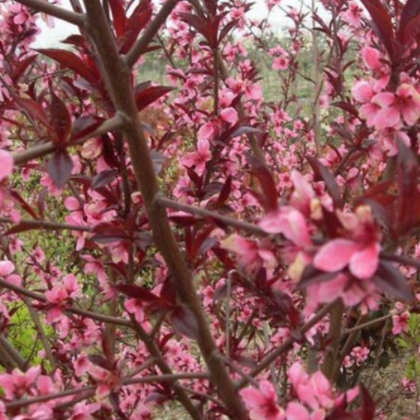 果苗 花卉 桃子樹(shù)苗--壽星桃樹(shù)苗 紅花壽星桃苗