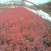 南陽(yáng)金業(yè)苗木種植專業(yè)合作社出售苗木