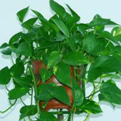 南陽金業(yè)苗木種植專業(yè)合作社種植供應(yīng)綠蘿