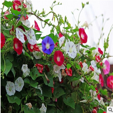 供應批發(fā)進口草花種子 牽?；?喇叭花 矮牽牛 混色品種純正