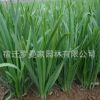 批發(fā)優(yōu)質(zhì)蔬菜種子四季播種韭菜種子 生長(zhǎng)快 產(chǎn)量高