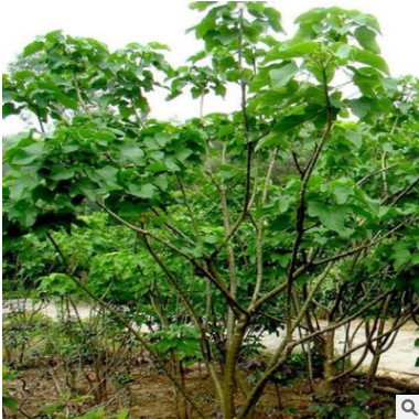 麻風(fēng)樹種子價(jià)格 發(fā)芽率高 保質(zhì)保量 林木種子 品種齊全 麻瘋樹
