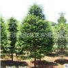 供應南方高檔精品綠化景觀樹 紅豆杉樹苗 規格齊全 歡迎聯系