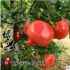 批發(fā)優(yōu)質(zhì)嫁接石榴綠化果樹苗 庭院園林種植超大籽石榴苗味甜多汁