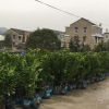 基地供應(yīng)二年砂糖橘苗 田里栽培砂糖橘樹苗 庭院植物沙糖桔果樹苗