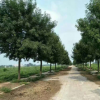 山東苗圃基地大量供應白蠟苗 速生白蠟樹規格齊全