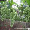 *現(xiàn)貨 葡萄樹 1公分金手指 2公分3公分占地葡萄樹 美人指 巨峰