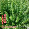 大量長期供應(yīng)迎春 扶芳藤 爬山虎 凌霄 紫藤 常春藤木