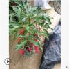 批發 富貴子盆栽植物 金玉滿堂 富貴籽盆景