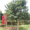 湖南苗圃 農(nóng)戶直銷【杜英 杜英小苗】