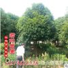 君琳苗圃 大量供應桂花樹 桂花苗 精品桂花 桂花價格