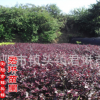 湖南綠化苗木供應 紅花繼木中小苗 地被及色塊小苗
