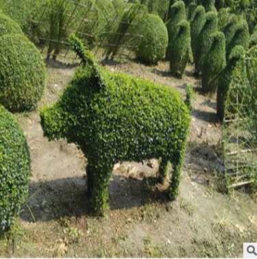 基地大量批發(fā)小葉女貞球 苗造型樹(shù)工程綠化花園花卉