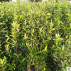 現(xiàn)貨供應(yīng)各種規(guī)格冬青法國冬青珊瑚樹綠植喬木