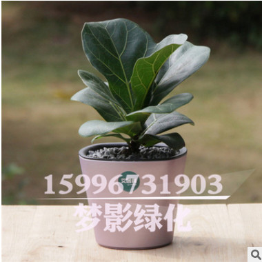 觀葉琴葉榕 大圓葉室內盆栽大植物凈化易養(yǎng)花卉綠植 琴葉榕盆栽