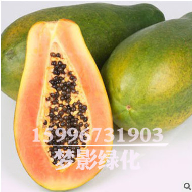 批發(fā)木瓜種子價格 顆粒飽滿 木瓜種子銷售 當年采包發(fā)芽