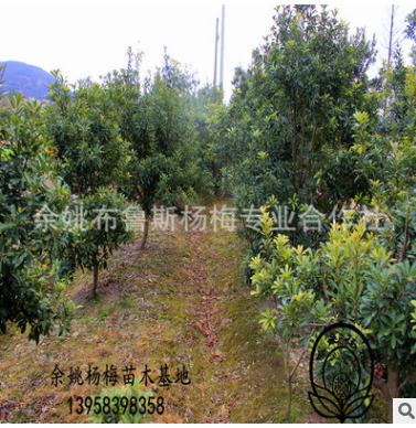 5公分黑炭楊梅苗余姚楊梅苗水晶東魁荸薺楊梅批發浙江產地烏梅