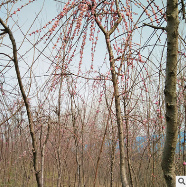 基地批發(fā)垂枝梅 垂梅樹(shù)苗 園林庭院觀賞型植物