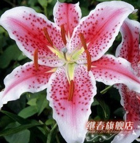 特價(jià)秒殺 百合種球【馬龍】香水百合,特價(jià)每個(gè)2.6元 量大優(yōu)惠