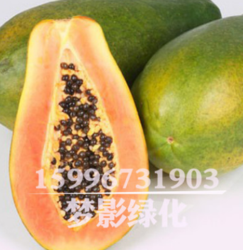 批發(fā)木瓜種子價格 顆粒飽滿 木瓜種子銷售 當年采包發(fā)芽