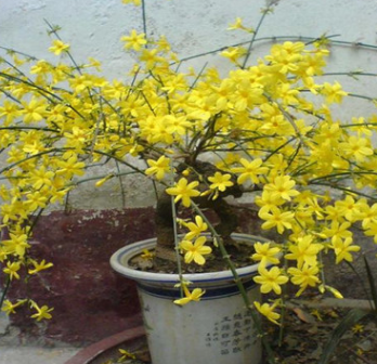 垂吊 迎春苗 迎春花苗盆景 庭院攀援花卉爬藤植物 可盆栽當(dāng)年開花 舉報(bào)