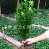 大量供應(yīng)冬青樹(shù)苗 冬青小苗 冬青苗 四季常青綠化苗木