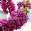 批發(fā)工程綠化樹(shù) 紫荊樹(shù) 滿條紅 庭院觀賞花卉 規(guī)格齊全