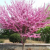 四季庭院綠化苗木 滿條紅紫荊樹(shù)苗 紫荊花樹(shù)苗 庭院綠化地被植物