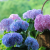無(wú)盡夏繡球 藍(lán)紫色大花球 花期超長(zhǎng) 八仙花 庭院花園植物耐陰花卉