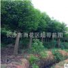 湖南基地直銷胸徑15 18 20 22 優(yōu)質骨架香樟 切桿香樟 價格優(yōu)惠